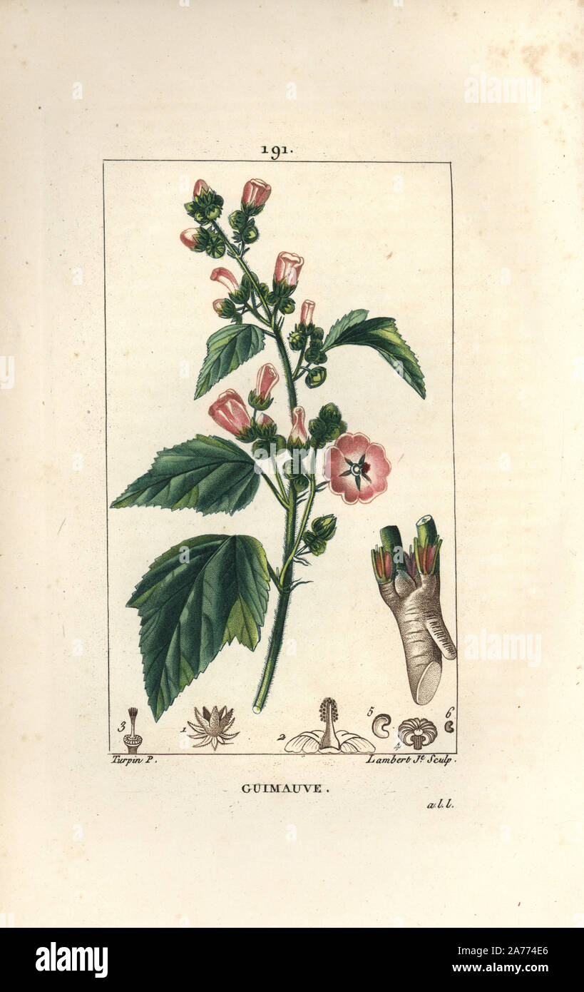 Marsh mallow, Althaea officinalis. Handcoloured stipple copperplate engraving by Lambert Junior from a drawing by Pierre Jean-Francois Turpin from Chaumeton, Poiret and Chamberet's 'La Flore Medicale,' Paris, Panckoucke, 1830. Turpin (17751840) was one of the three giants of French botanical art of the era alongside Pierre Joseph Redoute and Pancrace Bessa. Stock Photo