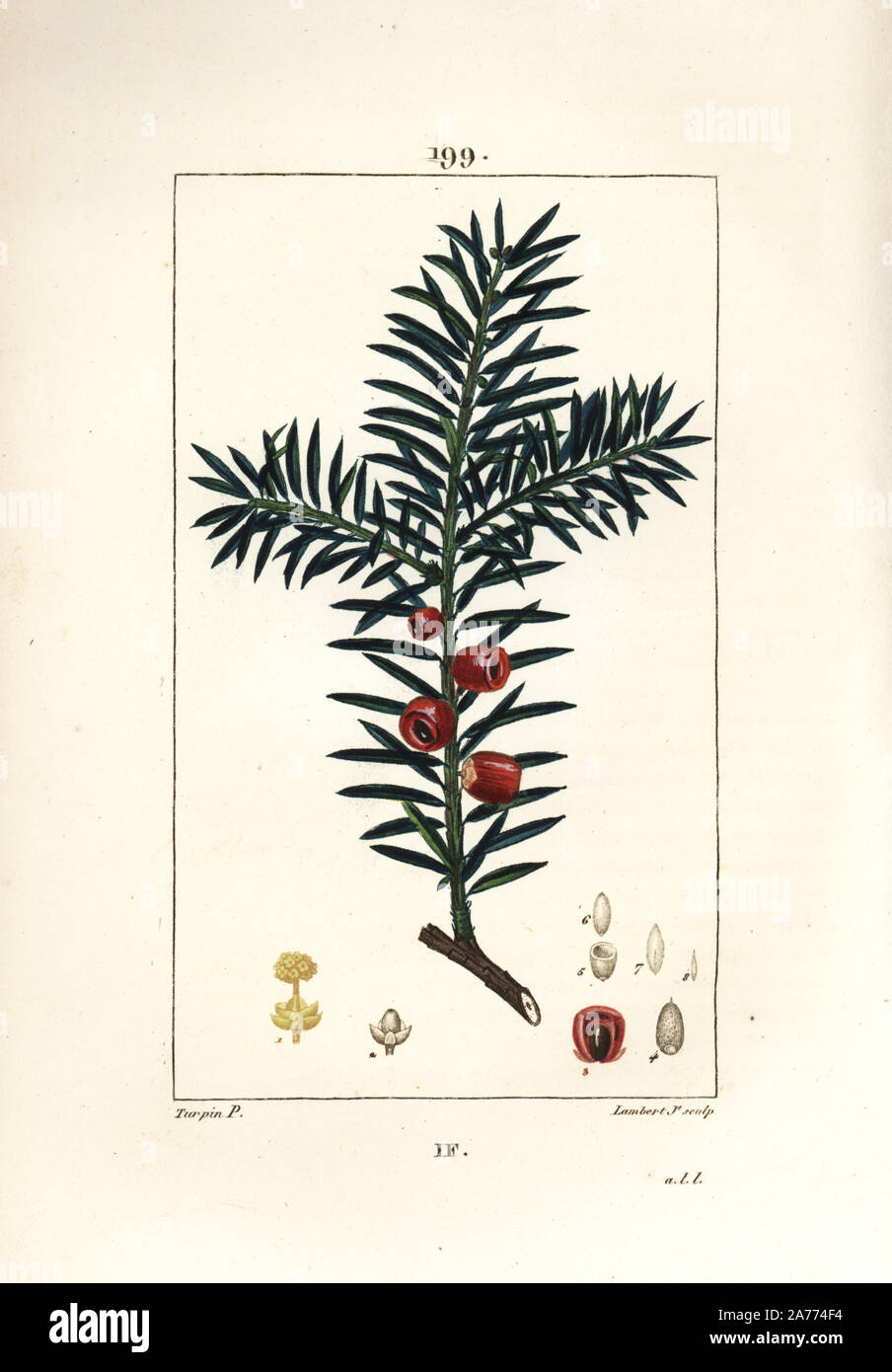 Yew tree, Taxus baccata. Handcoloured stipple copperplate engraving by Lambert Junior from a drawing by Pierre Jean-Francois Turpin from Chaumeton, Poiret and Chamberet's 'La Flore Medicale,' Paris, Panckoucke, 1830. Turpin (17751840) was one of the three giants of French botanical art of the era alongside Pierre Joseph Redoute and Pancrace Bessa. Stock Photo