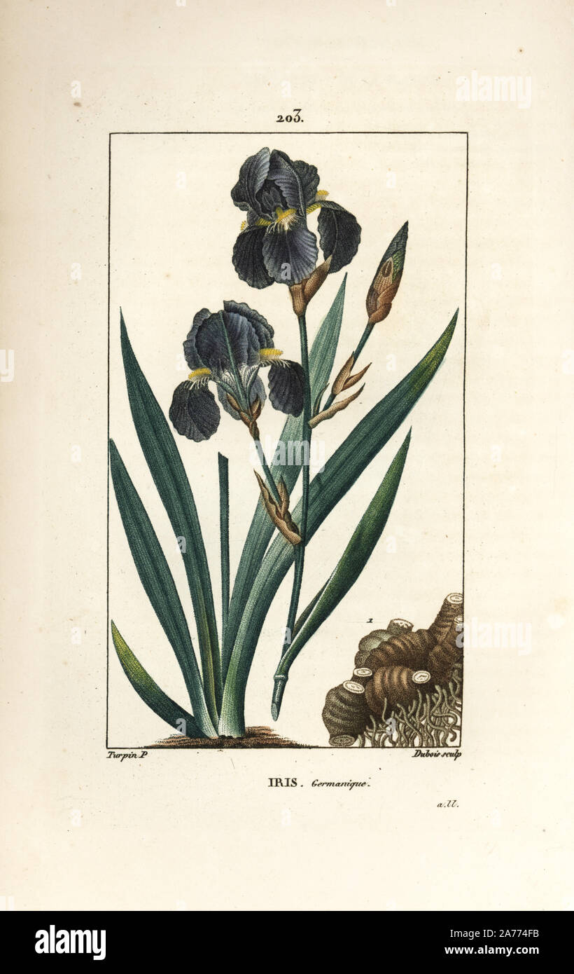 Blue flower de luce, Iris germanica, leaf, flower and root. Handcoloured stipple copperplate engraving by Dubois from a drawing by Pierre Jean-Francois Turpin from Chaumeton, Poiret and Chamberet's 'La Flore Medicale,' Paris, Panckoucke, 1830. Turpin (17751840) was one of the three giants of French botanical art of the era alongside Pierre Joseph Redoute and Pancrace Bessa. Stock Photo