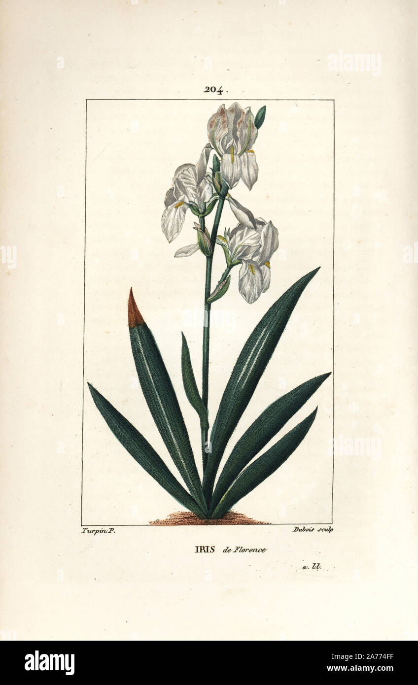 Florentine iris, Iris florentina, flower and leaf. Handcoloured stipple copperplate engraving by Dubois from a drawing by Pierre Jean-Francois Turpin from Chaumeton, Poiret and Chamberet's 'La Flore Medicale,' Paris, Panckoucke, 1830. Turpin (17751840) was one of the three giants of French botanical art of the era alongside Pierre Joseph Redoute and Pancrace Bessa. Stock Photo
