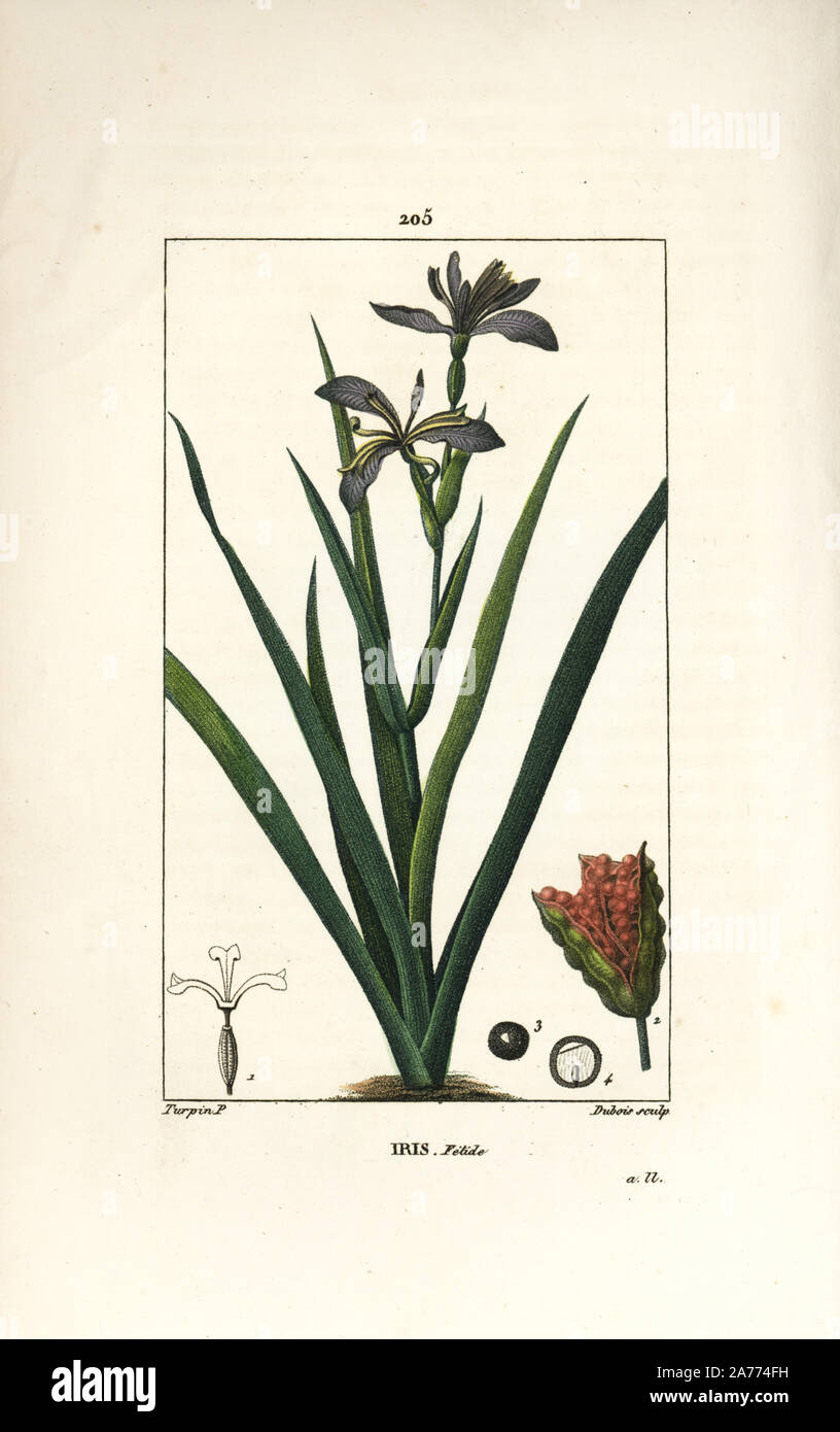 Stinking iris, Iris foetida, with flower, leaf and seed pod. Handcoloured stipple copperplate engraving by Dubois from a drawing by Pierre Jean-Francois Turpin from Chaumeton, Poiret and Chamberet's 'La Flore Medicale,' Paris, Panckoucke, 1830. Turpin (17751840) was one of the three giants of French botanical art of the era alongside Pierre Joseph Redoute and Pancrace Bessa. Stock Photo