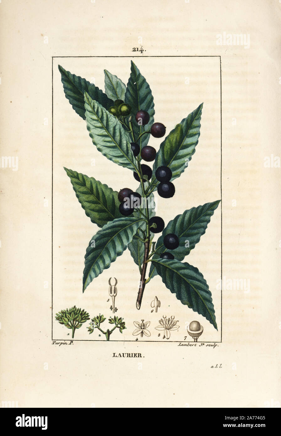 Laurel tree, Laurus nobilis, with leaf, berry and seed. Handcoloured stipple copperplate engraving by Lambert Junior from a drawing by Pierre Jean-Francois Turpin from Chaumeton, Poiret and Chamberet's 'La Flore Medicale,' Paris, Panckoucke, 1830. Turpin (17751840) was one of the three giants of French botanical art of the era alongside Pierre Joseph Redoute and Pancrace Bessa. Stock Photo