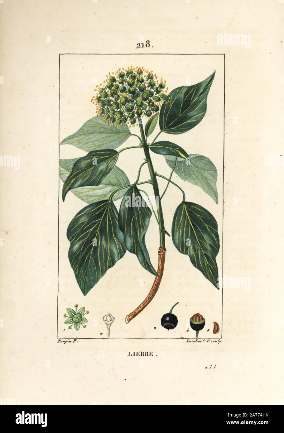 Common ivy, Hedera helix. Handcoloured stipple copperplate engraving by Lambert Junior from a drawing by Pierre Jean-Francois Turpin from Chaumeton, Poiret and Chamberet's 'La Flore Medicale,' Paris, Panckoucke, 1830. Turpin (17751840) was one of the three giants of French botanical art of the era alongside Pierre Joseph Redoute and Pancrace Bessa. Stock Photo