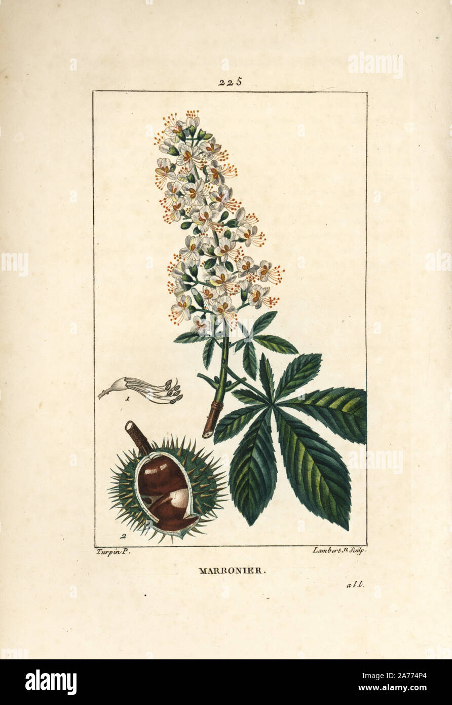 Horsechestnut, Aesculus hippocastanum. Handcoloured stipple copperplate engraving by Lambert Junior from a drawing by Pierre Jean-Francois Turpin from Chaumeton, Poiret and Chamberet's 'La Flore Medicale,' Paris, Panckoucke, 1830. Turpin (17751840) was one of the three giants of French botanical art of the era alongside Pierre Joseph Redoute and Pancrace Bessa. Stock Photo