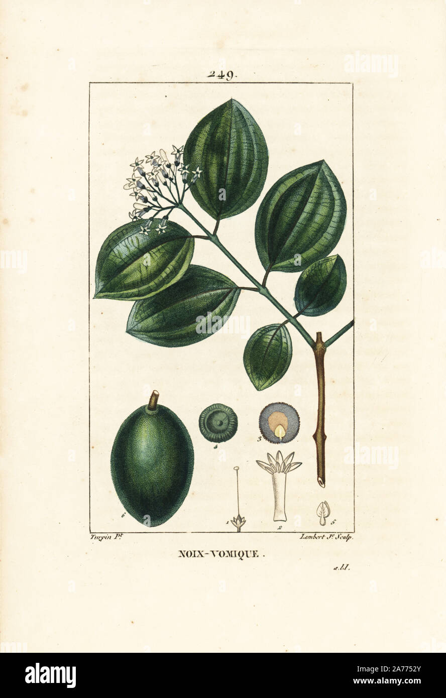 Strychnine tree or poison nut, Strychnos nux-vomica, with fruit, seed, leaf and flower. Handcoloured stipple copperplate engraving by Lambert Junior from a drawing by Pierre Jean-Francois Turpin from Chaumeton, Poiret and Chamberet's 'La Flore Medicale,' Paris, Panckoucke, 1830. Turpin (17751840) was one of the three giants of French botanical art of the era alongside Pierre Joseph Redoute and Pancrace Bessa. Stock Photo