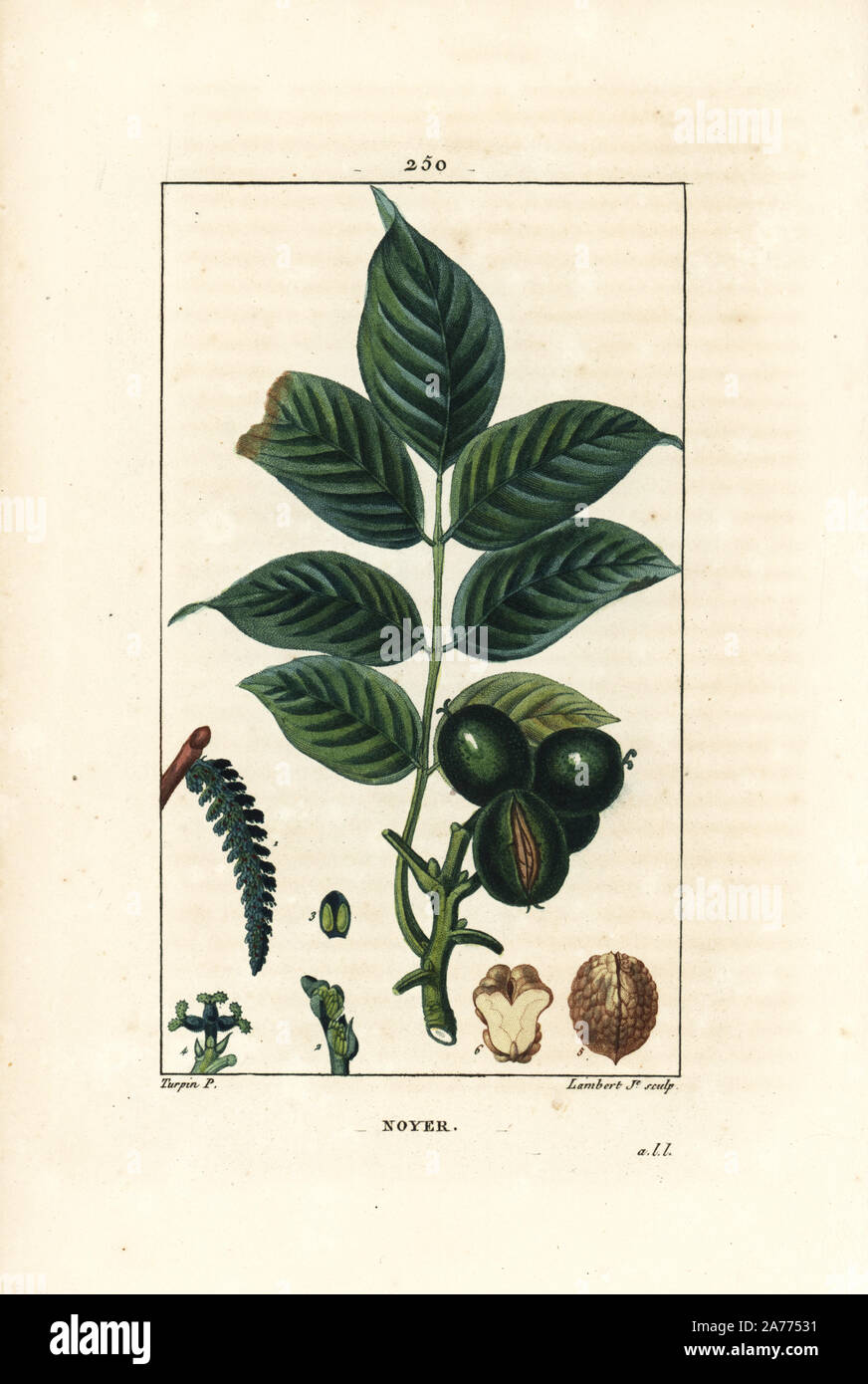 Walnut tree, Juglans regia, with branch, leaves, ripe fruit, nut in shell and in section. Handcoloured stipple copperplate engraving by Lambert Junior from a drawing by Pierre Jean-Francois Turpin from Chaumeton, Poiret et Chamberet's "La Flore Medicale," Paris, Panckoucke, 1830. Turpin (1775~1840) was one of the three giants of French botanical art of the era alongside Pierre Joseph Redoute and Pancrace Bessa. Stock Photo