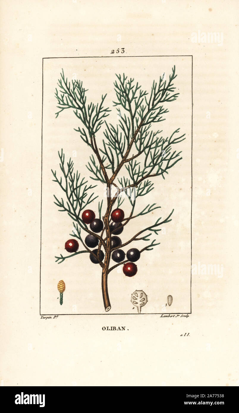 Phoenicean juniper, arar, or incense, Juniperus phoenicea, with branch, leaf and berry. Handcoloured stipple copperplate engraving by Lambert Junior from a drawing by Pierre Jean-Francois Turpin from Chaumeton, Poiret and Chamberet's 'La Flore Medicale,' Paris, Panckoucke, 1830. Turpin (17751840) was one of the three giants of French botanical art of the era alongside Pierre Joseph Redoute and Pancrace Bessa. Stock Photo