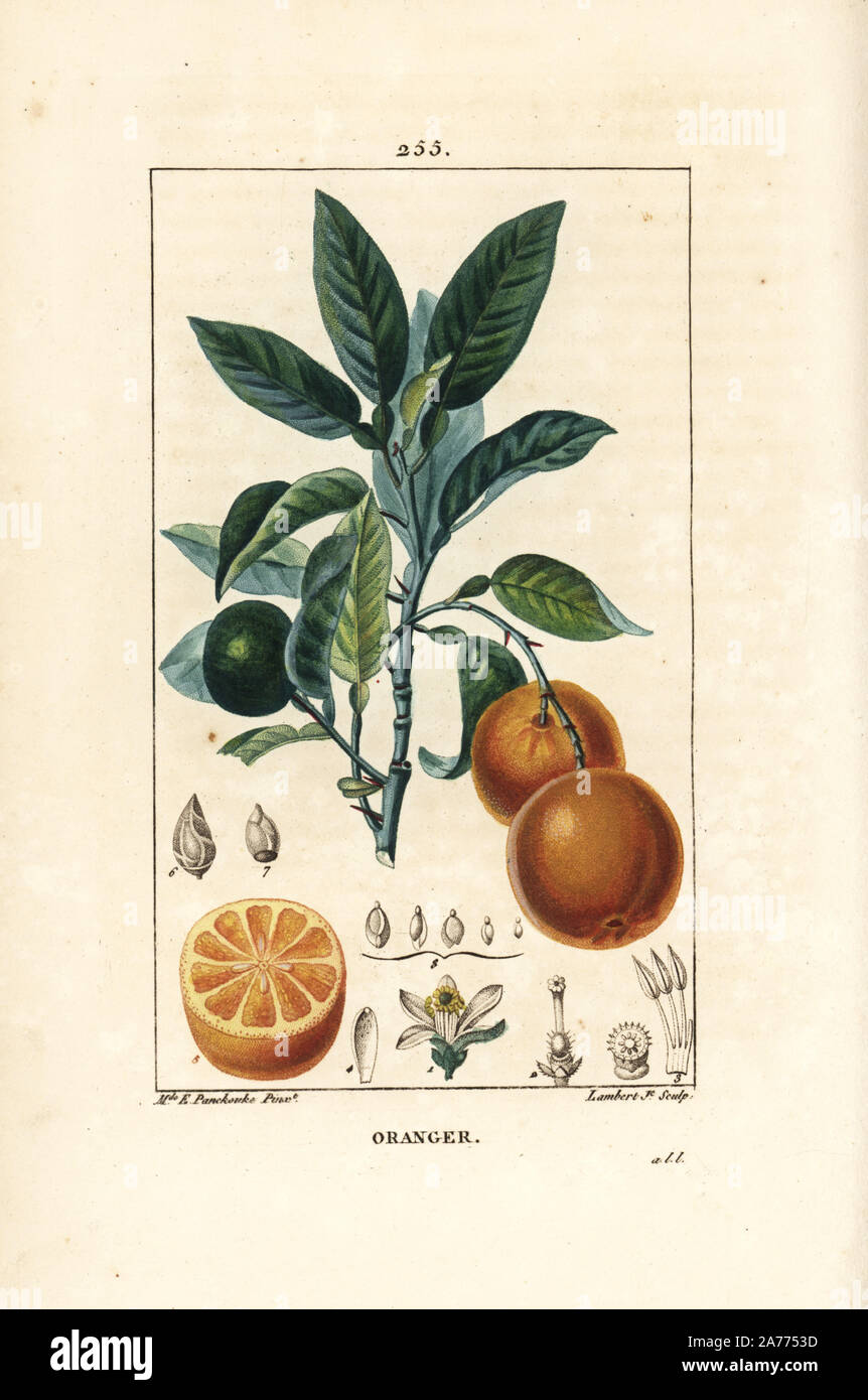 Orange, Citrus aurantium, with branch, leaf, blossom, ripe and unripe fruit, and section through fruit. Handcoloured stipple copperplate engraving by Lambert Junior from a drawing by Ernestine Panckoucke from Chaumeton, Poiret and Chamberet's 'La Flore Medicale,' Paris, Panckoucke, 1830. Madame Anne-Ernestine Panckoucke (1784-1860) was a talented student of Pierre-Joseph Redoute and wife of the publisher Panckoucke. Stock Photo