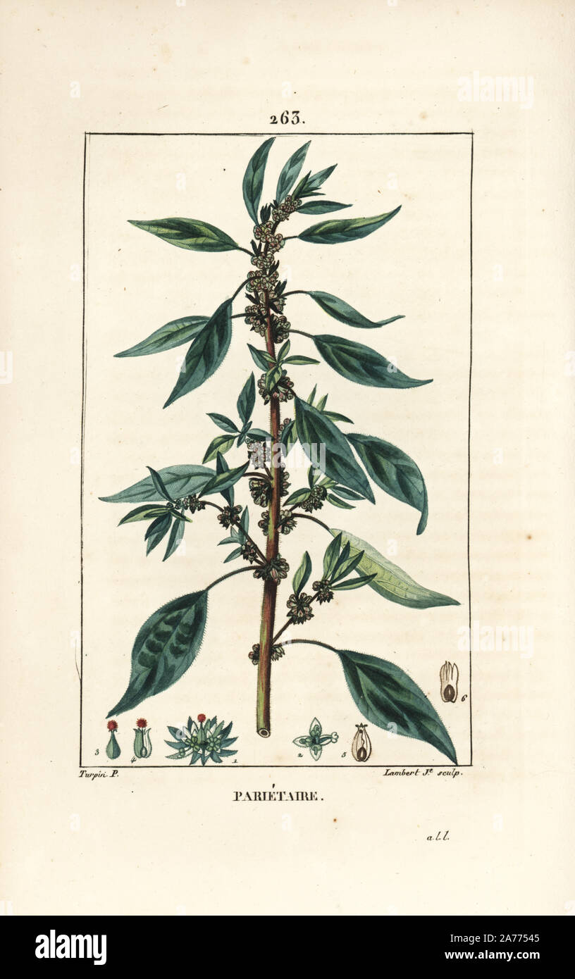 Wall pellitory, Parietaria officinalis, with stalk, leaf, flower and seed. Handcoloured stipple copperplate engraving by Lambert Junior from a drawing by Pierre Jean-Francois Turpin from Chaumeton, Poiret and Chamberet's 'La Flore Medicale,' Paris, Panckoucke, 1830. Turpin (17751840) was one of the three giants of French botanical art of the era alongside Pierre Joseph Redoute and Pancrace Bessa. Stock Photo