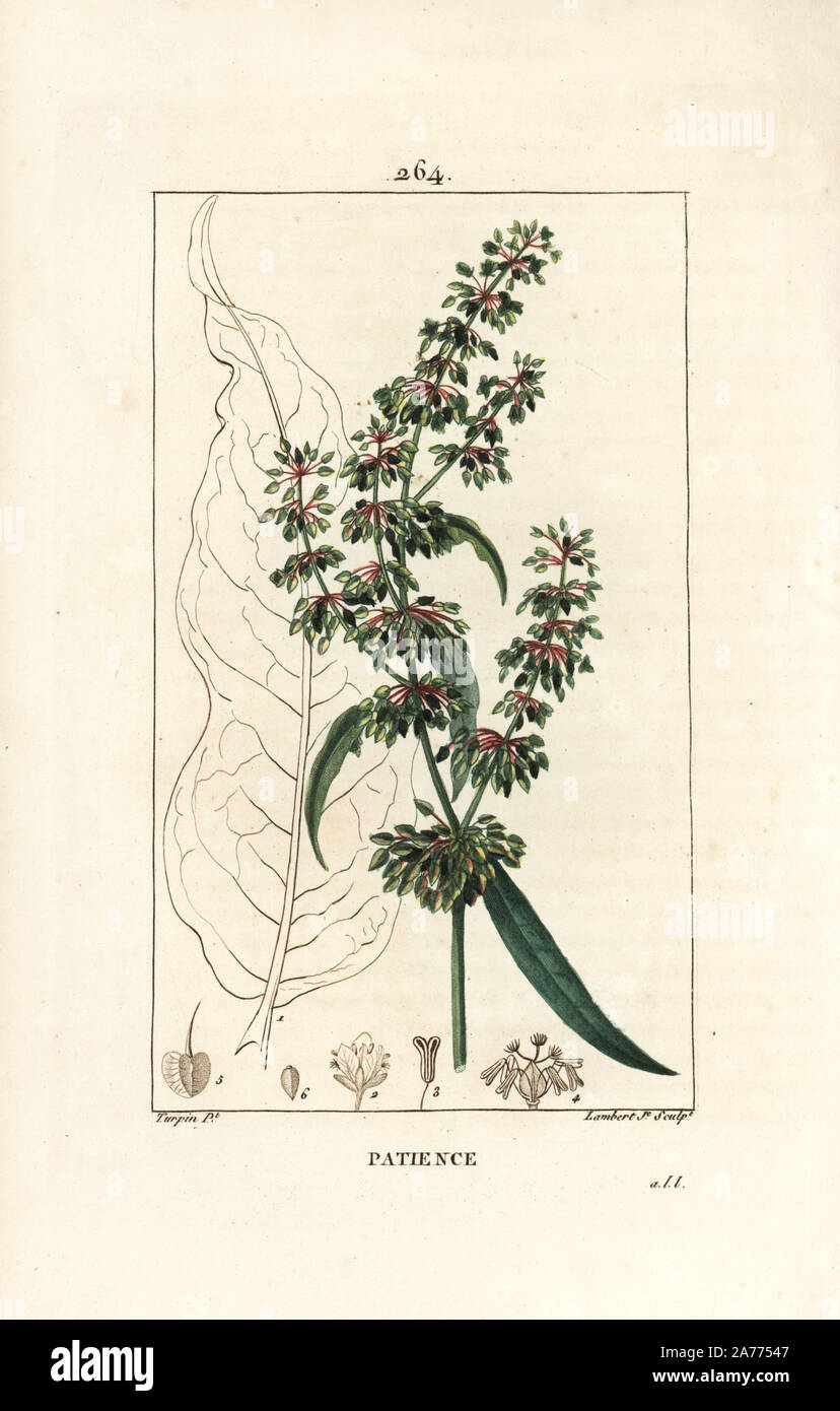 Patience dock, Rumex patientia, with flower, stalk, leaves, seed and leaf outline. Handcoloured stipple copperplate engraving by Lambert Junior from a drawing by Pierre Jean-Francois Turpin from Chaumeton, Poiret and Chamberet's 'La Flore Medicale,' Paris, Panckoucke, 1830. Turpin (17751840) was one of the three giants of French botanical art of the era alongside Pierre Joseph Redoute and Pancrace Bessa. Stock Photo