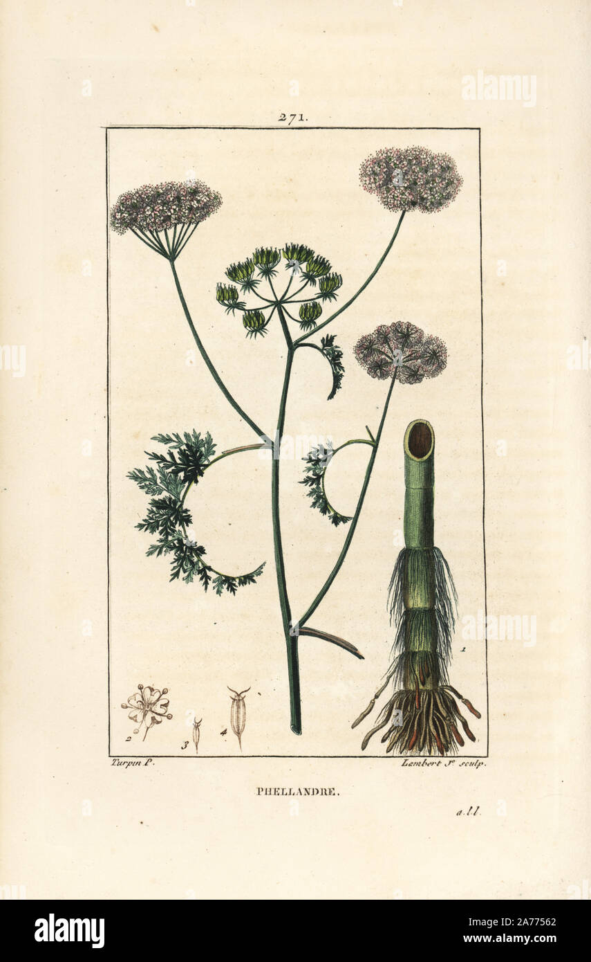 Water dropwort or water hemlock, Oenanthe aquatica (Phellandrium aquaticum), with flower, leaf, stalk and root. Handcoloured stipple copperplate engraving by Lambert Junior from a drawing by Pierre Jean-Francois Turpin from Chaumeton, Poiret and Chamberet's "La Flore Medicale," Paris, Panckoucke, 1830. Turpin (1775~1840) was one of the three giants of French botanical art of the era alongside Pierre Joseph Redoute and Pancrace Bessa. Stock Photo