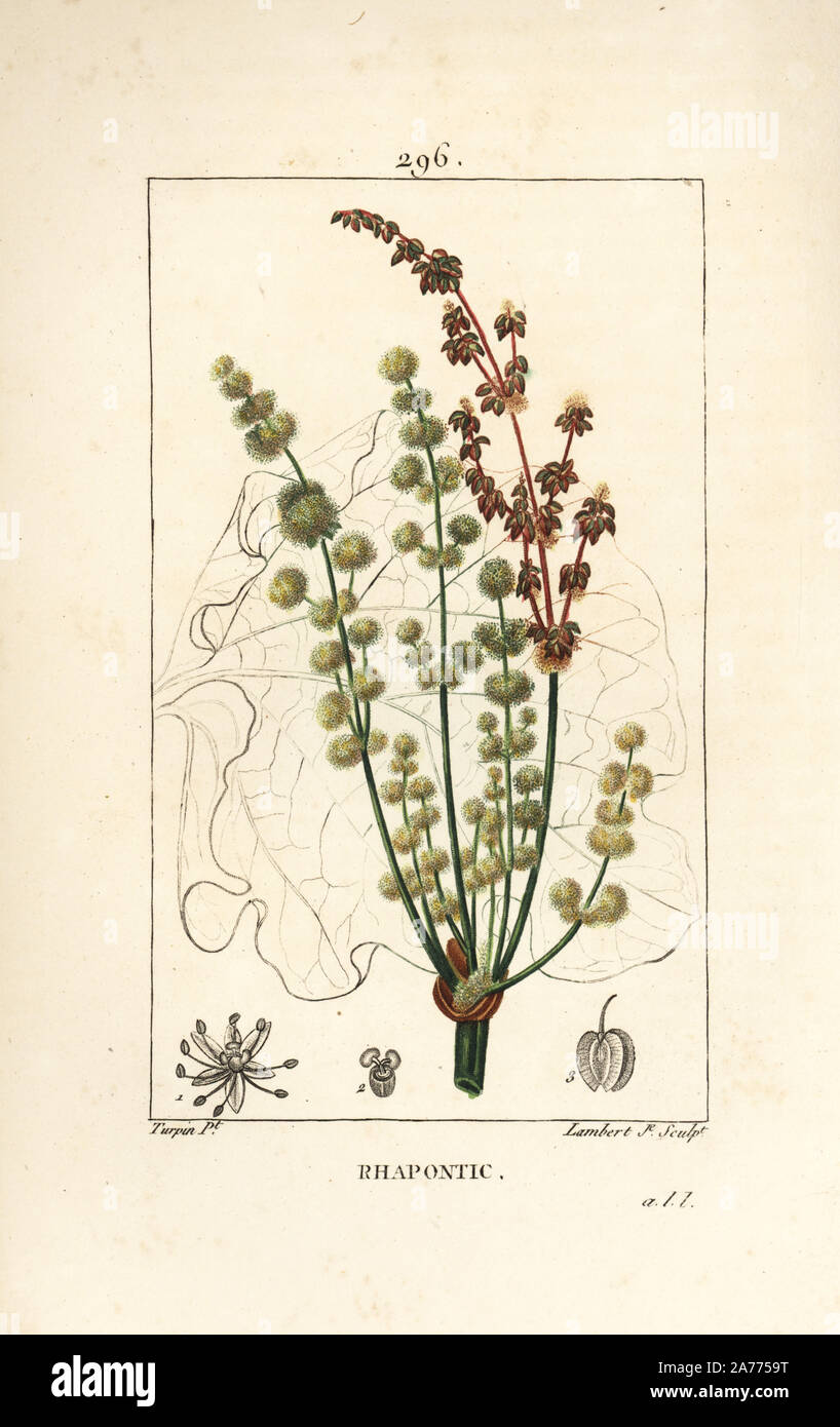Rhapontic or false rhubarb, Rheum rhaponticum, with flower, stalk, seed and leaf outline. Handcoloured stipple copperplate engraving by Lambert Junior from a drawing by Pierre Jean-Francois Turpin from Chaumeton, Poiret and Chamberet's 'La Flore Medicale,' Paris, Panckoucke, 1830. Turpin (17751840) was one of the three giants of French botanical art of the era alongside Pierre Joseph Redoute and Pancrace Bessa. Stock Photo