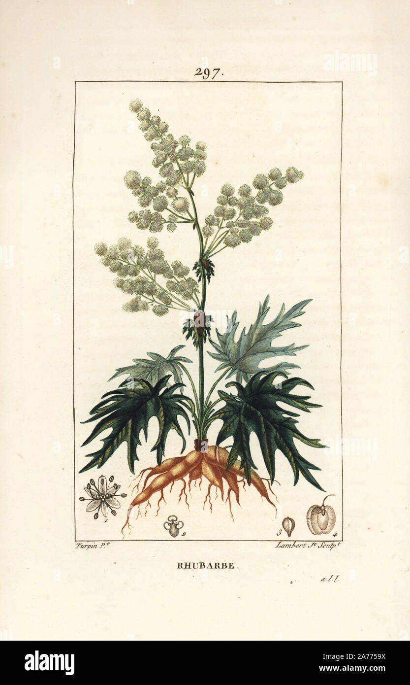 Rhubarb, Rheum rhabarbarum (Rheum palmatum), with flower, stalk, leaf, seed and root. Handcoloured stipple copperplate engraving by Lambert Junior from a drawing by Pierre Jean-Francois Turpin from Chaumeton, Poiret and Chamberet's 'La Flore Medicale,' Paris, Panckoucke, 1830. Turpin (17751840) was one of the three giants of French botanical art of the era alongside Pierre Joseph Redoute and Pancrace Bessa. Stock Photo