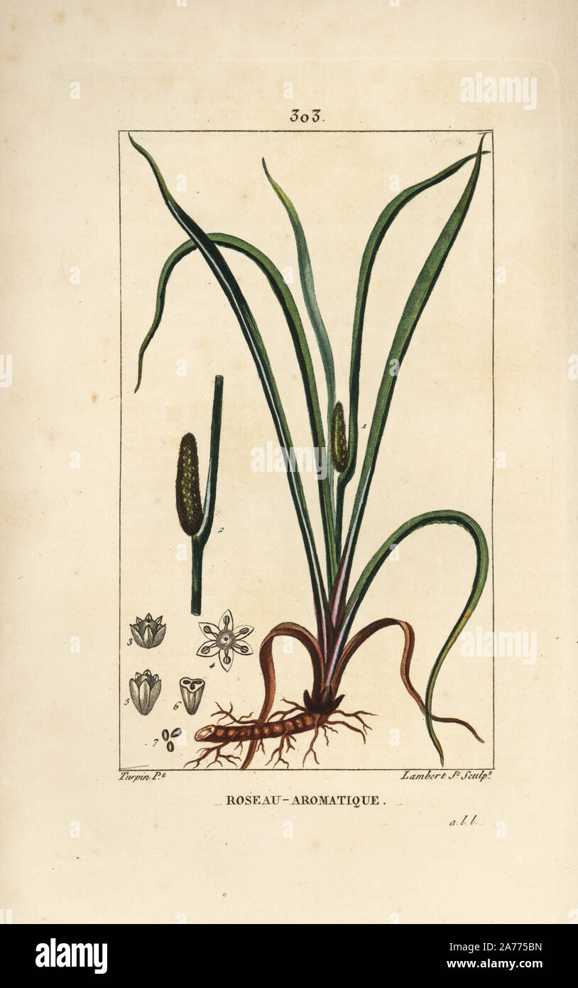 Sweet smelling flag, Acorus calamus, with seed, leaf and root. Handcoloured stipple copperplate engraving by Lambert Junior from a drawing by Pierre Jean-Francois Turpin from Chaumeton, Poiret and Chamberet's 'La Flore Medicale,' Paris, Panckoucke, 1830. Turpin (17751840) was one of the three giants of French botanical art of the era alongside Pierre Joseph Redoute and Pancrace Bessa. Stock Photo