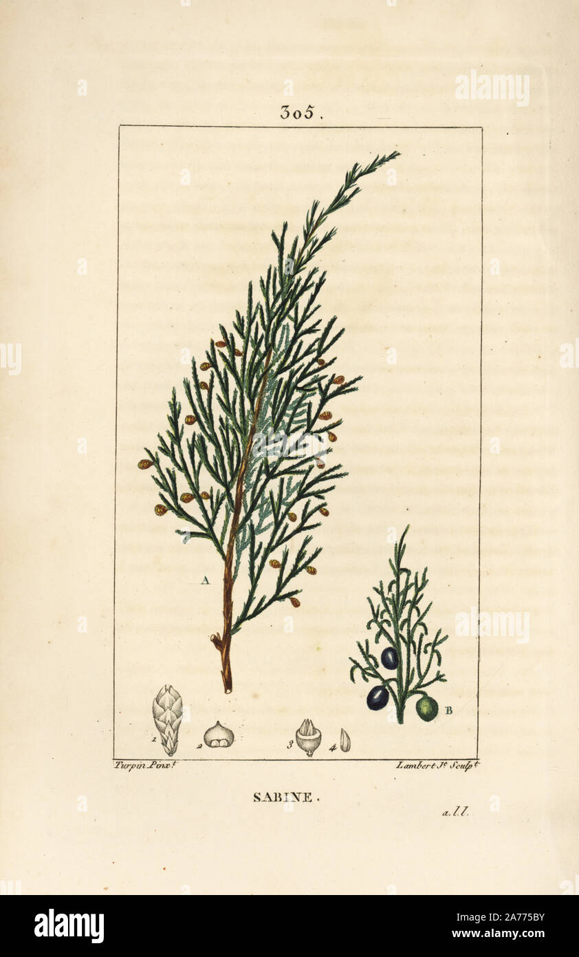 Savin juniper, Juniperus sabina, with berry, leaf, stalk and seed. Handcoloured stipple copperplate engraving by Lambert Junior from a drawing by Pierre Jean-Francois Turpin from Chaumeton, Poiret and Chamberet's 'La Flore Medicale,' Paris, Panckoucke, 1830. Turpin (17751840) was one of the three giants of French botanical art of the era alongside Pierre Joseph Redoute and Pancrace Bessa. Stock Photo