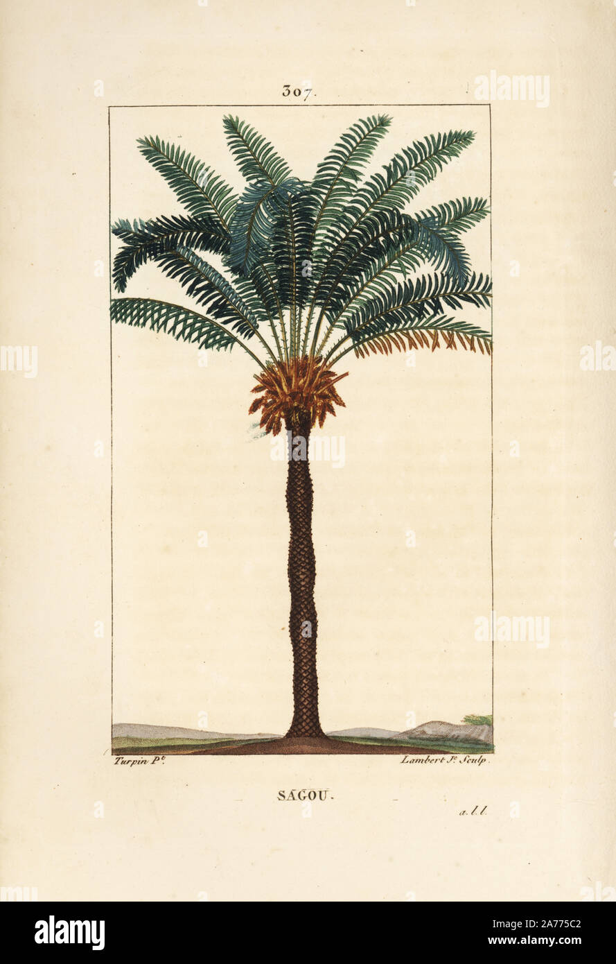 Queen sago, Cycas circinalis, showing leaf, seed and trunk. Endangered palm tree. Handcoloured stipple copperplate engraving by Lambert Junior from a drawing by Pierre Jean-Francois Turpin from Chaumeton, Poiret and Chamberet's 'La Flore Medicale,' Paris, Panckoucke, 1830. Turpin (17751840) was one of the three giants of French botanical art of the era alongside Pierre Joseph Redoute and Pancrace Bessa. Stock Photo