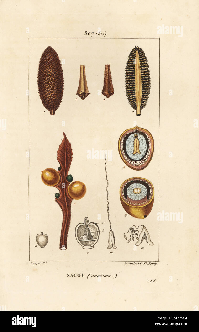 Queen sago, Cycas circinalis, showing seed and section. Endangered. Handcoloured stipple copperplate engraving by Lambert Junior from a drawing by Pierre Jean-Francois Turpin from Chaumeton, Poiret and Chamberet's 'La Flore Medicale,' Paris, Panckoucke, 1830. Turpin (17751840) was one of the three giants of French botanical art of the era alongside Pierre Joseph Redoute and Pancrace Bessa. Stock Photo