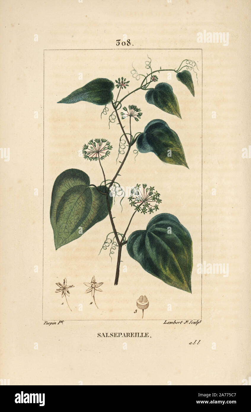 Rough bindweed or sarsaparille, Smilax aspera, with flower, stem, tendril, leaf and seed. Handcoloured stipple copperplate engraving by Lambert Junior from a drawing by Pierre Jean-Francois Turpin from Chaumeton, Poiret and Chamberet's 'La Flore Medicale,' Paris, Panckoucke, 1830. Turpin (17751840) was one of the three giants of French botanical art of the era alongside Pierre Joseph Redoute and Pancrace Bessa. Stock Photo