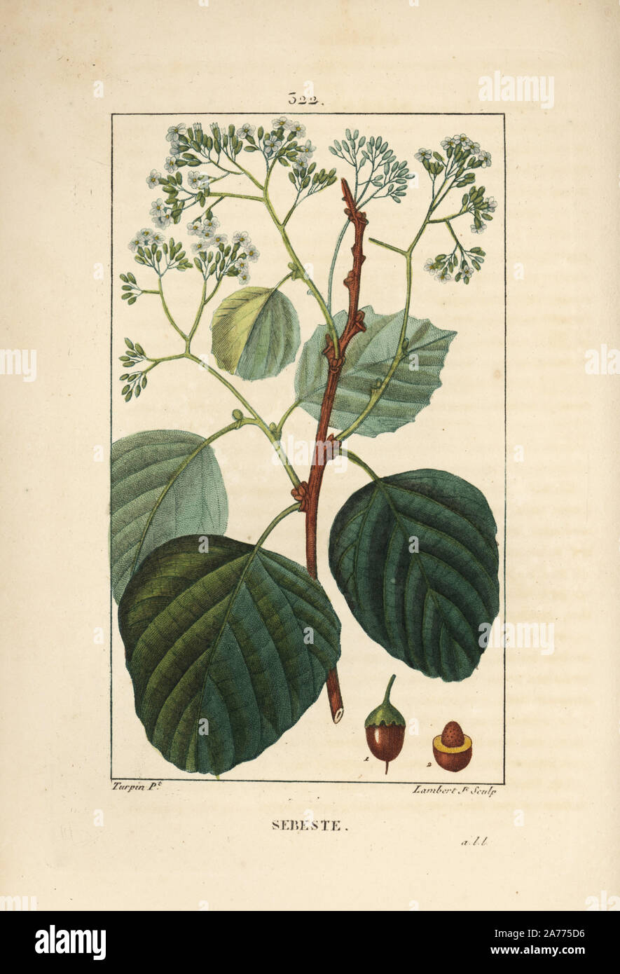 Assyrian plum or lasura, Cordia myxa, with flower, leaf, stalk and fruit. Handcoloured stipple copperplate engraving by Lambert Junior from a drawing by Pierre Jean-Francois Turpin from Chaumeton, Poiret and Chamberet's 'La Flore Medicale,' Paris, Panckoucke, 1830. Turpin (17751840) was one of the three giants of French botanical art of the era alongside Pierre Joseph Redoute and Pancrace Bessa. Stock Photo