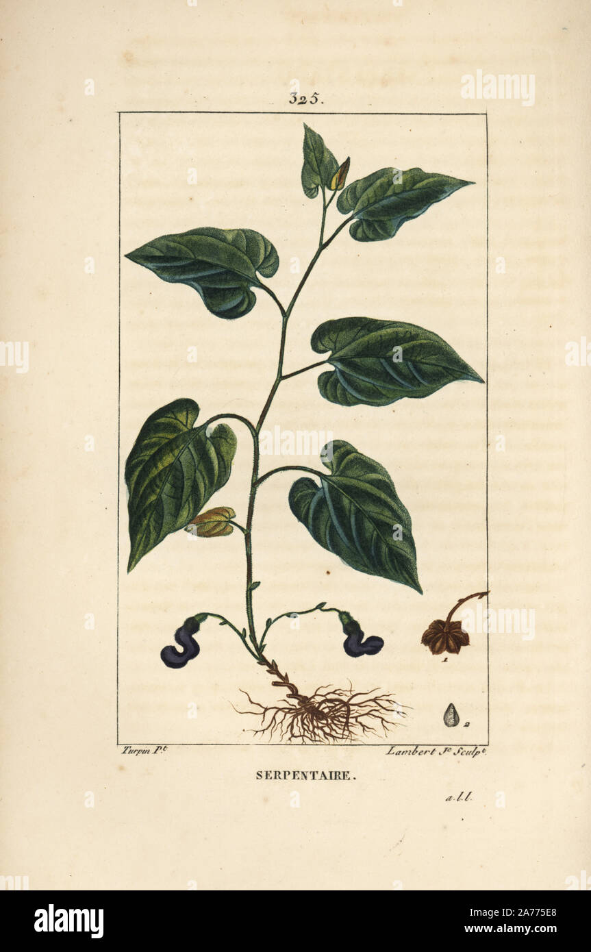 Virginian snakeroot, Aristolochia serpentaria, with flower, leaf, stalk, seed and root. Handcoloured stipple copperplate engraving by Lambert Junior from a drawing by Pierre Jean-Francois Turpin from Chaumeton, Poiret and Chamberet's 'La Flore Medicale,' Paris, Panckoucke, 1830. Turpin (17751840) was one of the three giants of French botanical art of the era alongside Pierre Joseph Redoute and Pancrace Bessa. Stock Photo