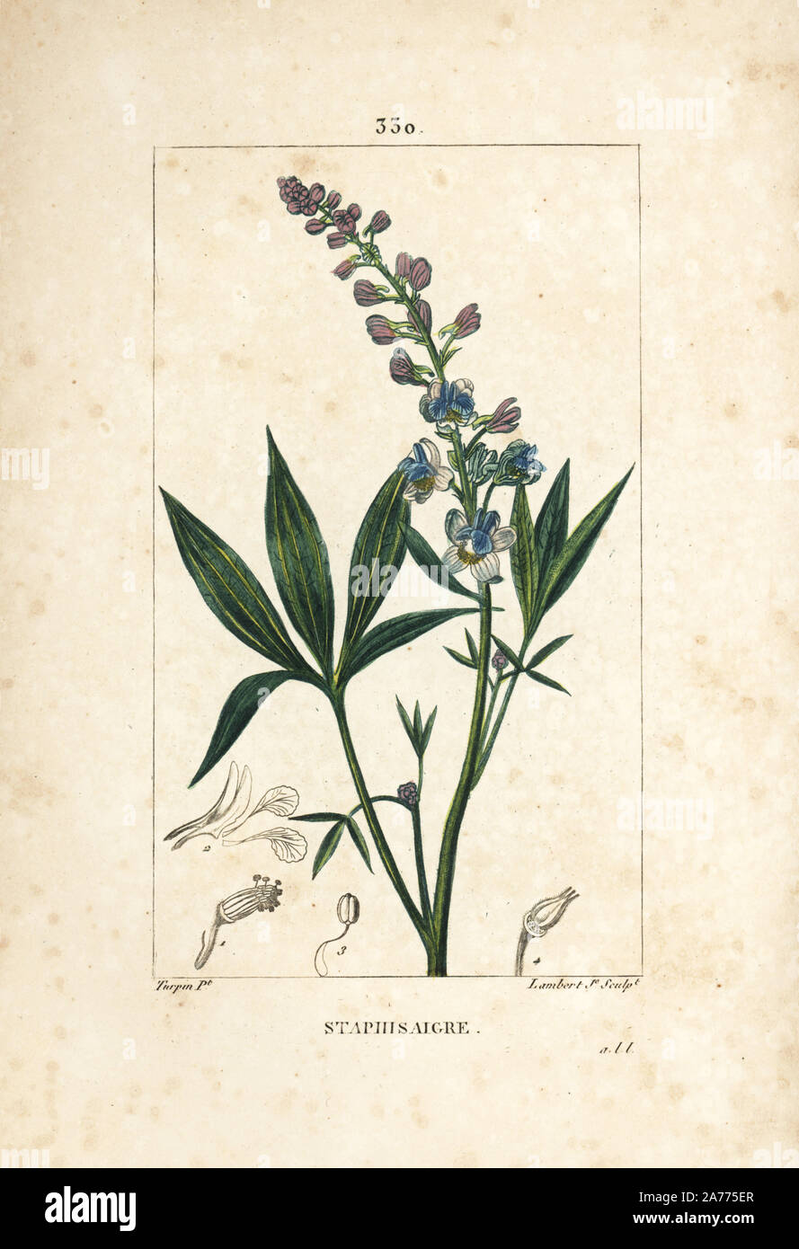 Lice-bane or stavesacre, Delphinium staphisagria, with flower, leaf, stalk and seed. Handcoloured stipple copperplate engraving by Lambert Junior from a drawing by Pierre Jean-Francois Turpin from Chaumeton, Poiret and Chamberet's 'La Flore Medicale,' Paris, Panckoucke, 1830. Turpin (17751840) was one of the three giants of French botanical art of the era alongside Pierre Joseph Redoute and Pancrace Bessa. Stock Photo