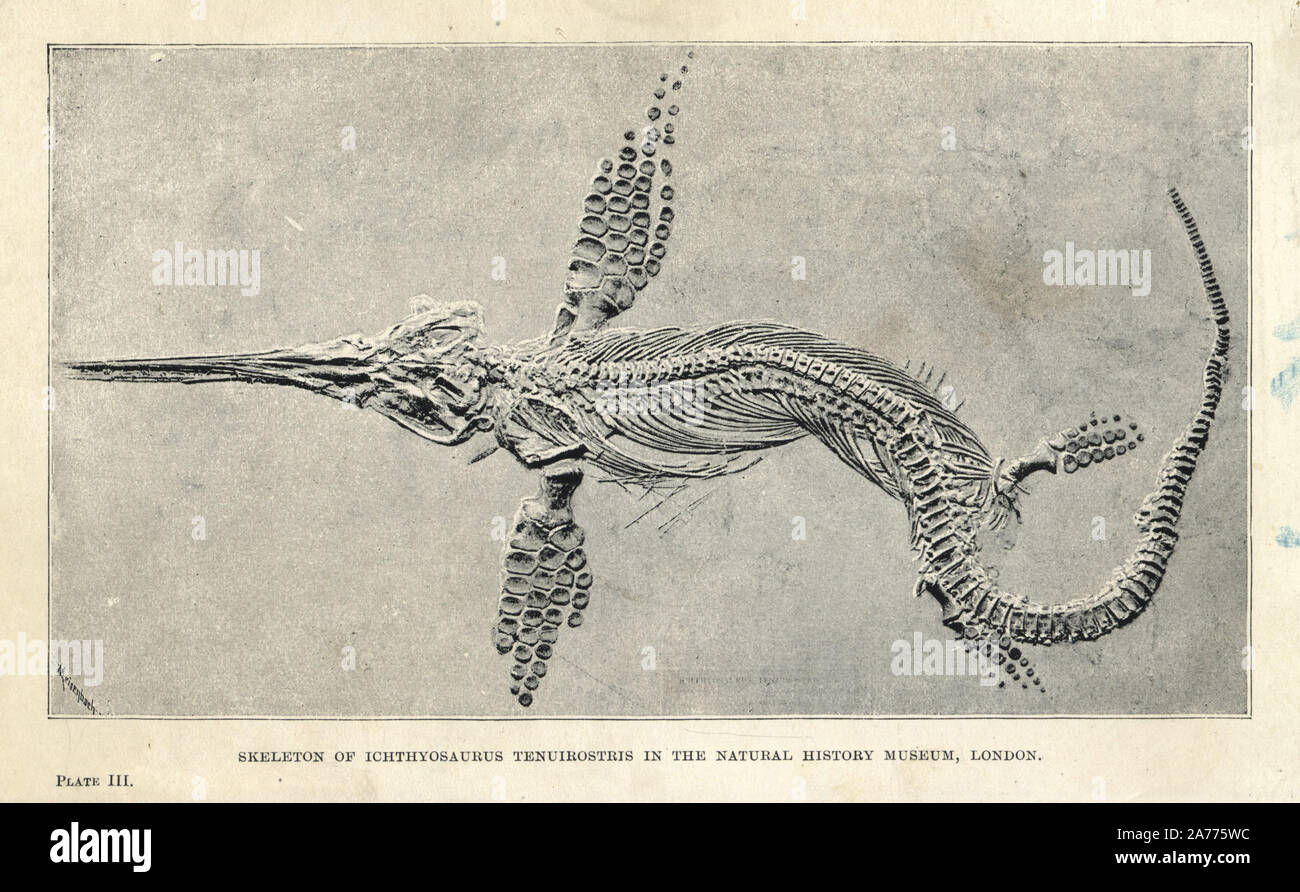 Leptonectes tenuirostris (Ichthyosaurus tenuirostris) skeleton in the Natural History Museum, London. Lithograph after an illustration by Meisenbach from H. N. Hutchinson's 'Extinct Monsters and Creatures of Other Days,' Chapman and Hall, London, 1894. Stock Photo