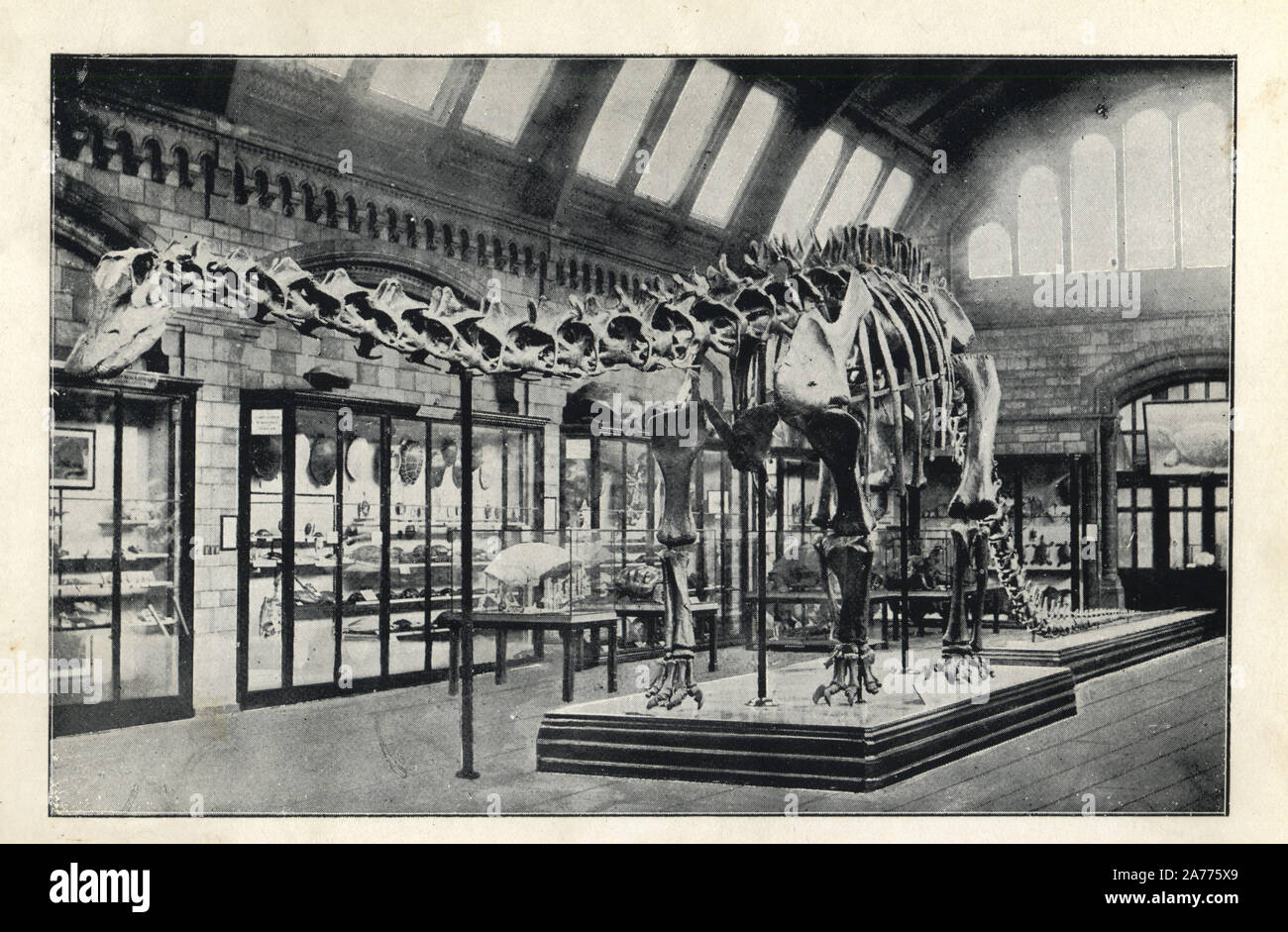 Plastercast of a Diplodocus carnegii, in the Reptile Gallery, NHM. From H. N. Hutchinson's 'Extinct Monsters and Creatures of Other Days,' Chapman and Hall, London, 1894. Stock Photo