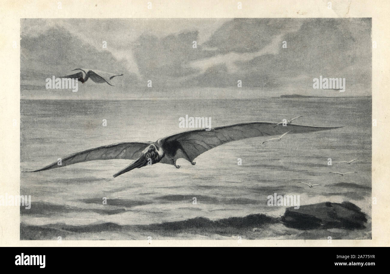 Pteranodon  longiceps, giant pterodactyl, Cretaceous. Illustration by J. Smit from H. N. Hutchinson's 'Extinct Monsters and Creatures of Other Days,' Chapman and Hall, London, 1894. Stock Photo