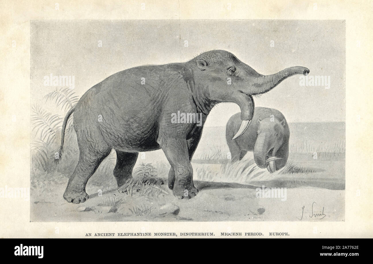 Deinotherium Giganteum Prehistoric Elephant Wood Engraving Published In  1893 Stock Illustration - Download Image Now - iStock