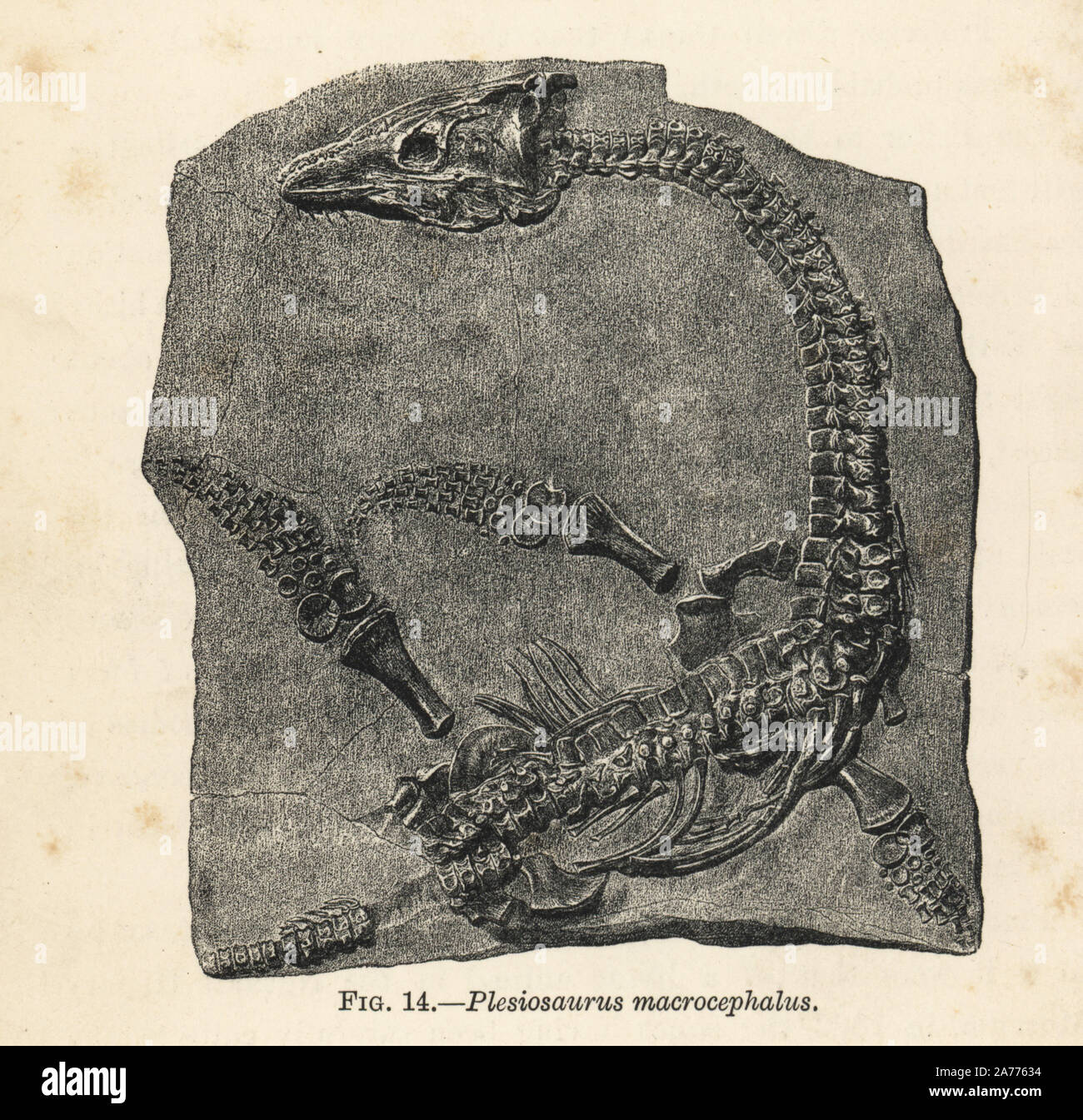 Plesiosaurus macrocephalus fossil skeleton. Wood engraving from H. N. Hutchinson's 'Extinct Monsters and Creatures of Other Days,' Chapman and Hall, London, 1894. Stock Photo