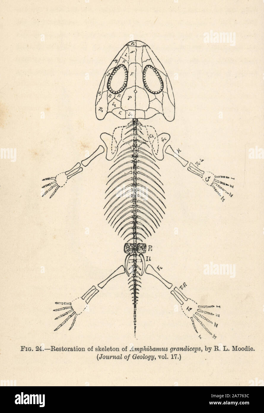 Amphibamus grandiceps, restored skeleton by R.L. Moodie. Wood engraving from H. N. Hutchinson's 'Extinct Monsters and Creatures of Other Days,' Chapman and Hall, London, 1894. Stock Photo