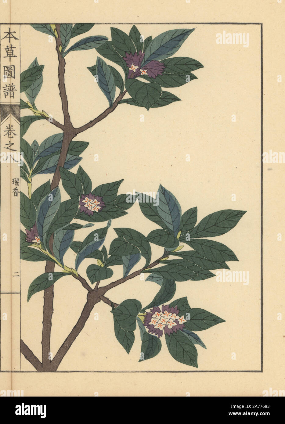 Winter daphne, Daphne odora Thunb. Colour-printed woodblock engraving by Kan'en Iwasaki from 'Honzo Zufu,' an Illustrated Guide to Medicinal Plants, Japan, 1884. Iwasaki (1786-1842) was a Japanese botanist, entomologist and zoologist. He was one of the first Japanese botanists to incorporate western knowledge into his studies. Stock Photo