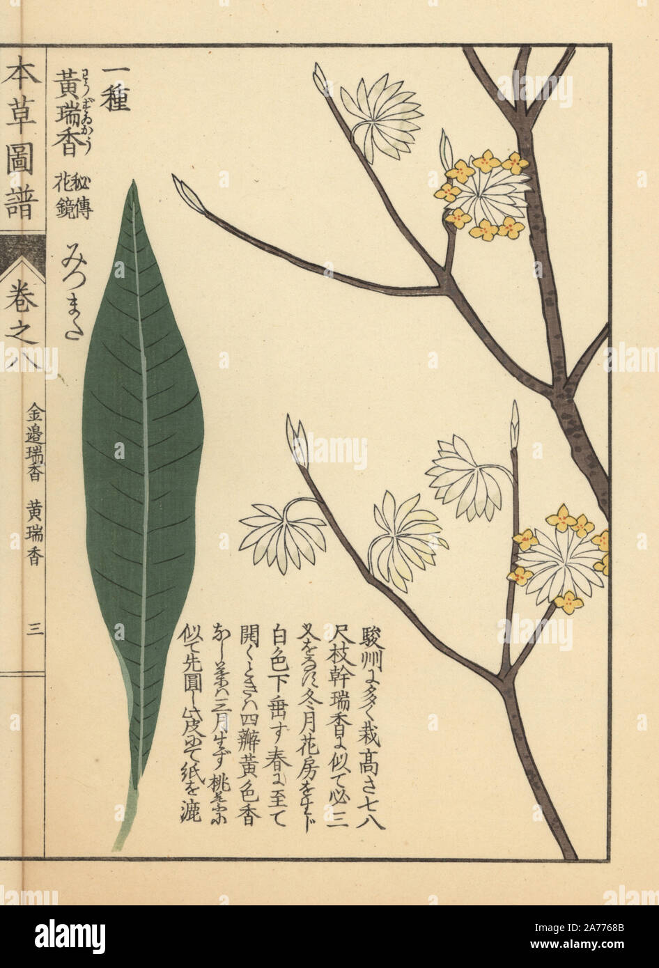Oriental paperbush or mitsumata, Edgeworthia chrysantha Lindl. Used for Japanese paper. Colour-printed woodblock engraving by Kan'en Iwasaki from 'Honzo Zufu,' an Illustrated Guide to Medicinal Plants, Japan, 1884. Iwasaki (1786-1842) was a Japanese botanist, entomologist and zoologist. He was one of the first Japanese botanists to incorporate western knowledge into his studies. Stock Photo