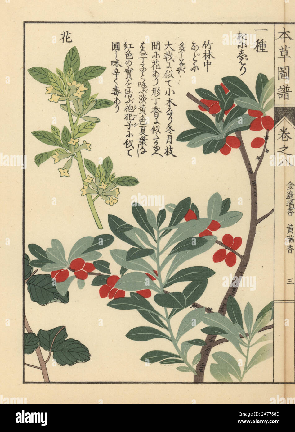 Spring daphne, Daphne pseudo-mezereum A. Gray. Colour-printed woodblock engraving by Kan'en Iwasaki from 'Honzo Zufu,' an Illustrated Guide to Medicinal Plants, Japan, 1884. Iwasaki (1786-1842) was a Japanese botanist, entomologist and zoologist. He was one of the first Japanese botanists to incorporate western knowledge into his studies. Stock Photo