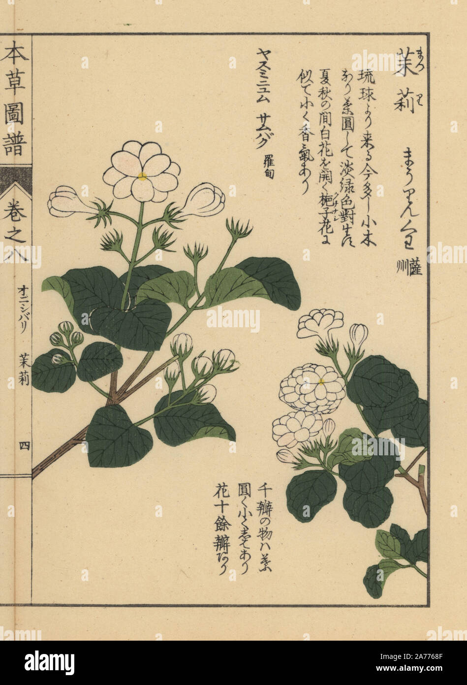 Arabian jasmine, Jasminum sambac Ait. and Tuscan jasmine, Jasminum sambac Ait. flore pleno. Colour-printed woodblock engraving by Kan'en Iwasaki from 'Honzo Zufu,' an Illustrated Guide to Medicinal Plants, Japan, 1884. Iwasaki (1786-1842) was a Japanese botanist, entomologist and zoologist. He was one of the first Japanese botanists to incorporate western knowledge into his studies. Stock Photo