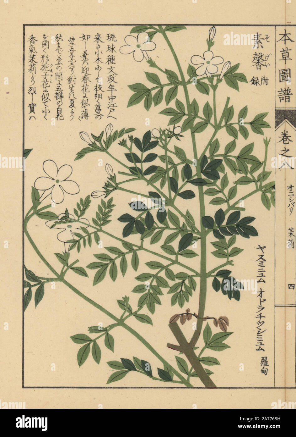 Spanish jasmine, Jasminum grandiflorum. Colour-printed woodblock engraving by Kan'en Iwasaki from 'Honzo Zufu,' an Illustrated Guide to Medicinal Plants, Japan, 1884. Iwasaki (1786-1842) was a Japanese botanist, entomologist and zoologist. He was one of the first Japanese botanists to incorporate western knowledge into his studies. Stock Photo