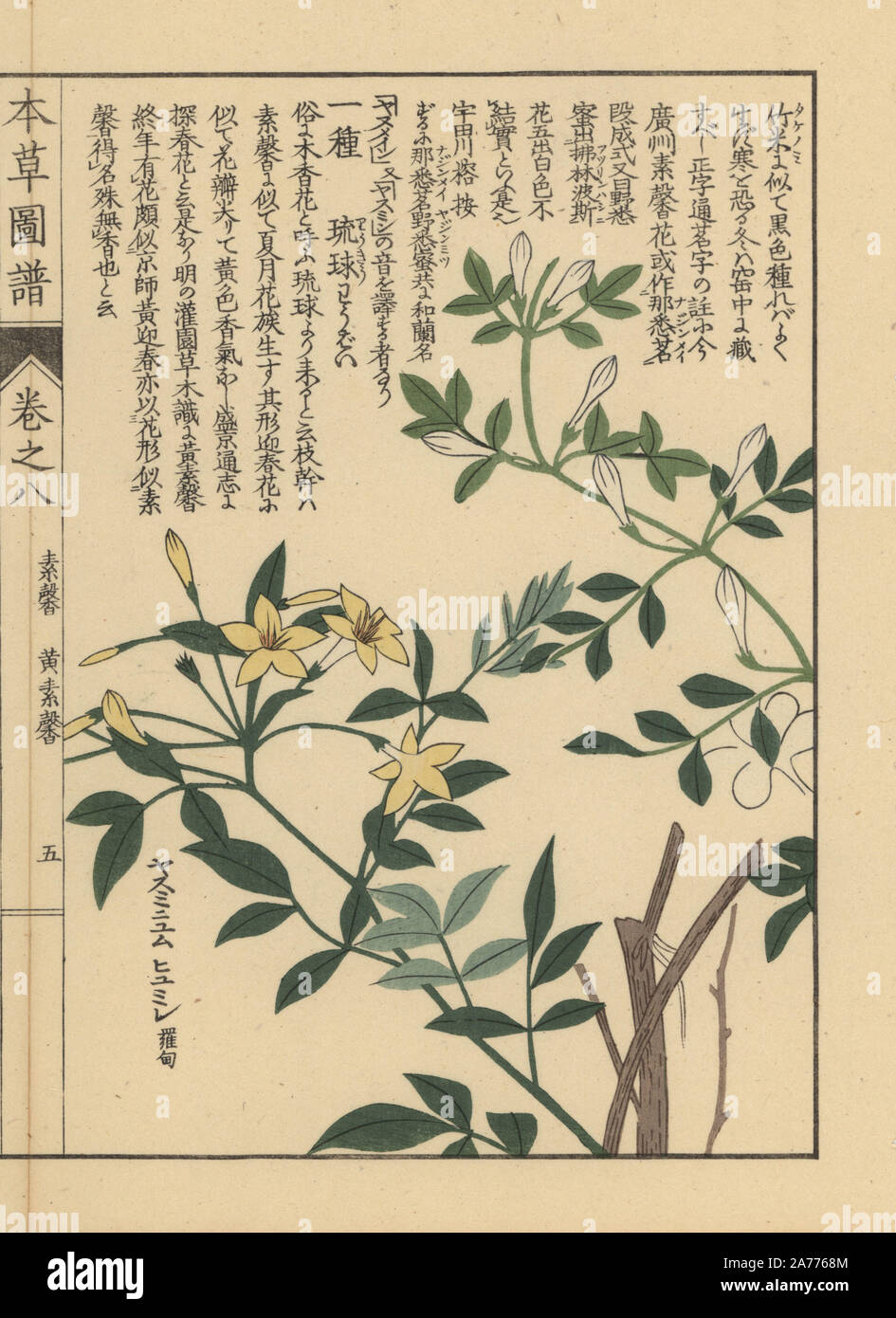Showy jasmine, Jasminum floridum. Colour-printed woodblock engraving by Kan'en Iwasaki from 'Honzo Zufu,' an Illustrated Guide to Medicinal Plants, Japan, 1884. Iwasaki (1786-1842) was a Japanese botanist, entomologist and zoologist. He was one of the first Japanese botanists to incorporate western knowledge into his studies. Stock Photo