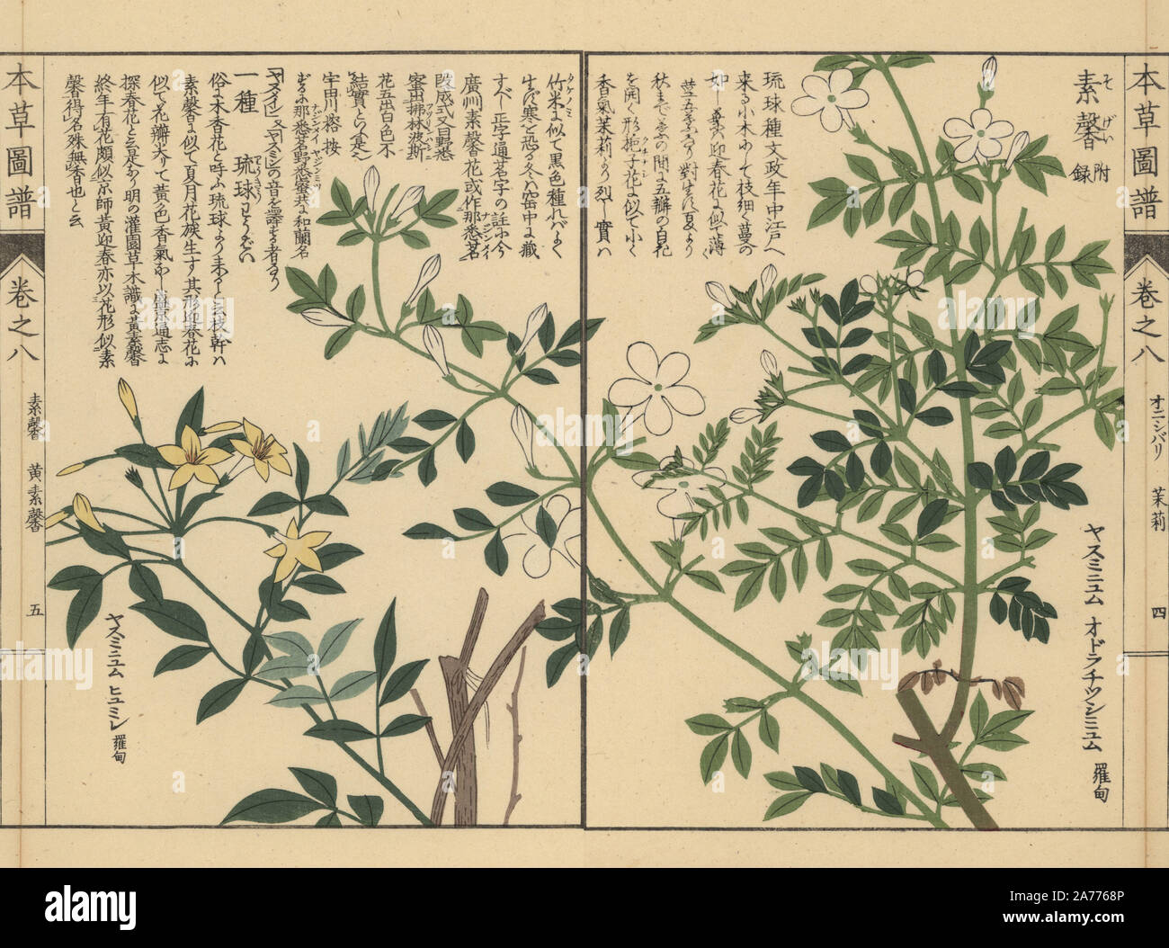 Spanish jasmine, Jasminum grandiflorum, and showy jasmine, Jasminum floridum. Colour-printed woodblock engraving by Kan'en Iwasaki from 'Honzo Zufu,' an Illustrated Guide to Medicinal Plants, Japan, 1884. Iwasaki (1786-1842) was a Japanese botanist, entomologist and zoologist. He was one of the first Japanese botanists to incorporate western knowledge into his studies. Stock Photo