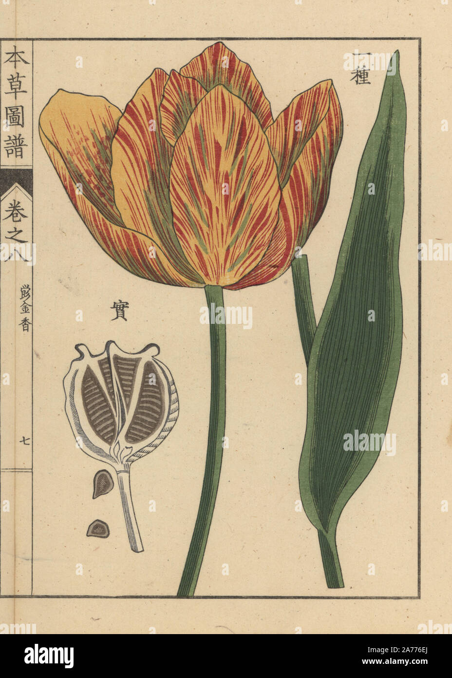 Tulip, Tulipa gesneria L. Colour-printed woodblock engraving by Kan'en Iwasaki from 'Honzo Zufu,' an Illustrated Guide to Medicinal Plants, Japan, 1884. Iwasaki (1786-1842) was a Japanese botanist, entomologist and zoologist. He was one of the first Japanese botanists to incorporate western knowledge into his studies. Stock Photo