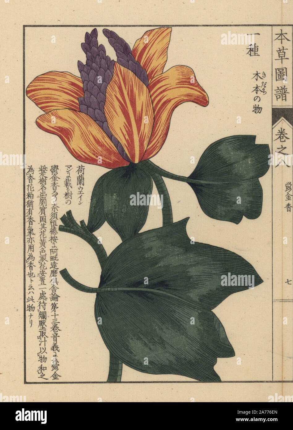 American tulip tree, Liriodendron tulipifera L. Colour-printed woodblock engraving by Kan'en Iwasaki from 'Honzo Zufu,' an Illustrated Guide to Medicinal Plants, Japan, 1884. Iwasaki (1786-1842) was a Japanese botanist, entomologist and zoologist. He was one of the first Japanese botanists to incorporate western knowledge into his studies. Stock Photo