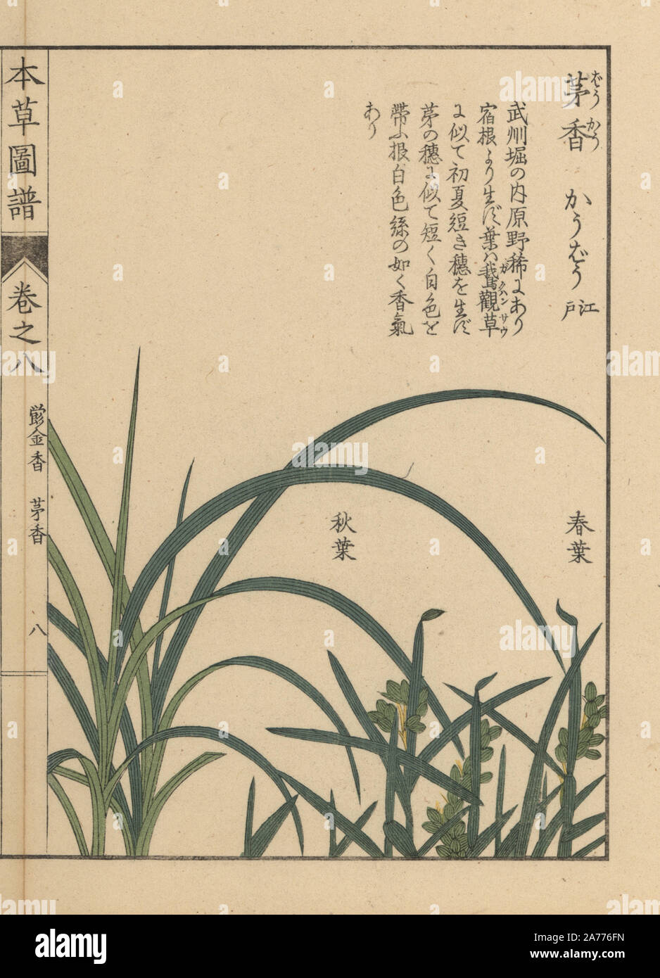Northern holy grass or sweet grass, Anthoxanthum nitens (Hierochloe borealis Raem. et Sep.) Colour-printed woodblock engraving by Kan'en Iwasaki from 'Honzo Zufu,' an Illustrated Guide to Medicinal Plants, Japan, 1884. Iwasaki (1786-1842) was a Japanese botanist, entomologist and zoologist. He was one of the first Japanese botanists to incorporate western knowledge into his studies. Stock Photo