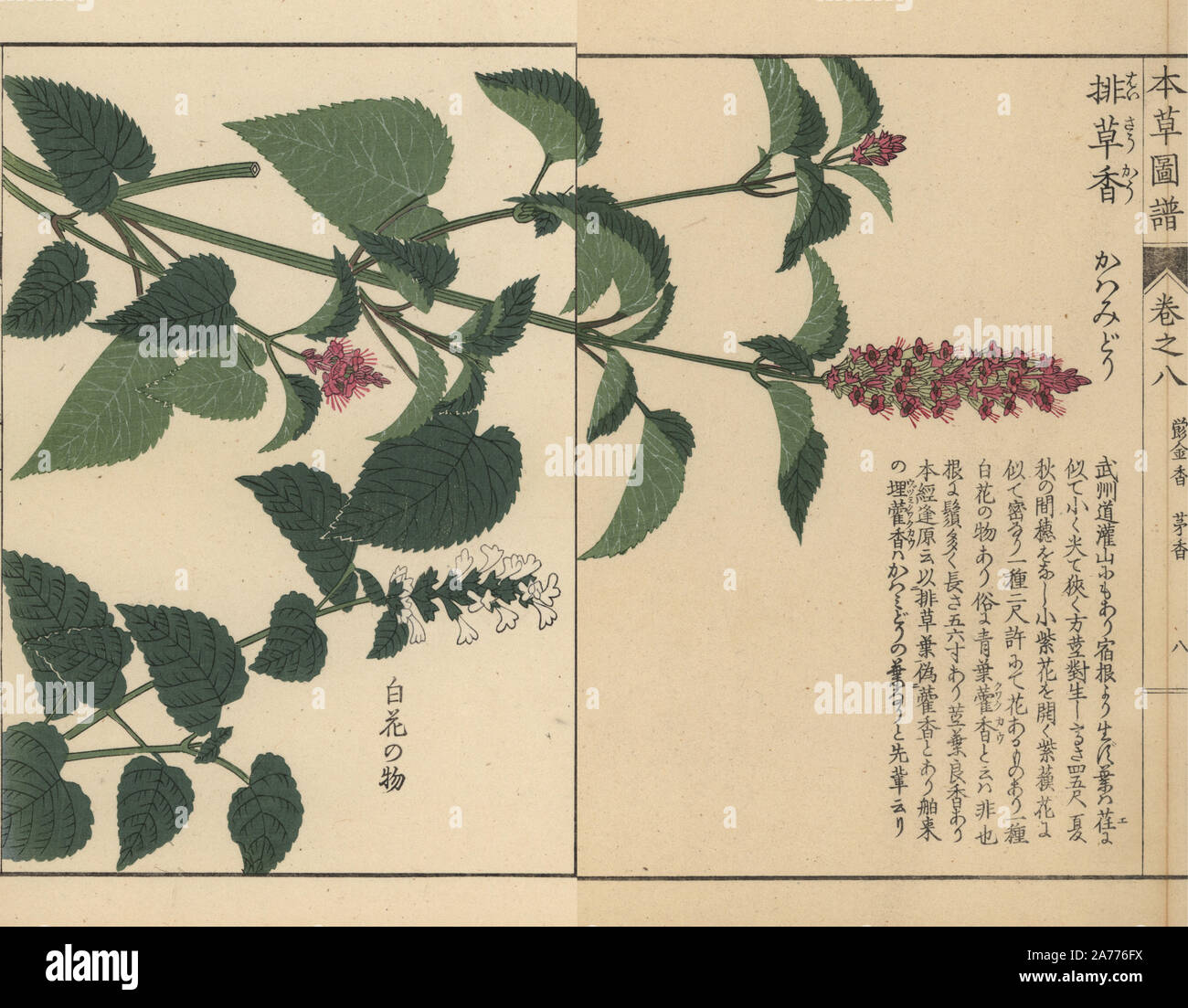 Korean mint, Agastache rugosa (Lophanthus rugosus Fisch.) and anise hyssop, Agastache foeniculum (Lophanthus anisatus). Colour-printed woodblock engraving by Kan'en Iwasaki from 'Honzo Zufu,' an Illustrated Guide to Medicinal Plants, Japan, 1884. Iwasaki (1786-1842) was a Japanese botanist, entomologist and zoologist. He was one of the first Japanese botanists to incorporate western knowledge into his studies. Stock Photo