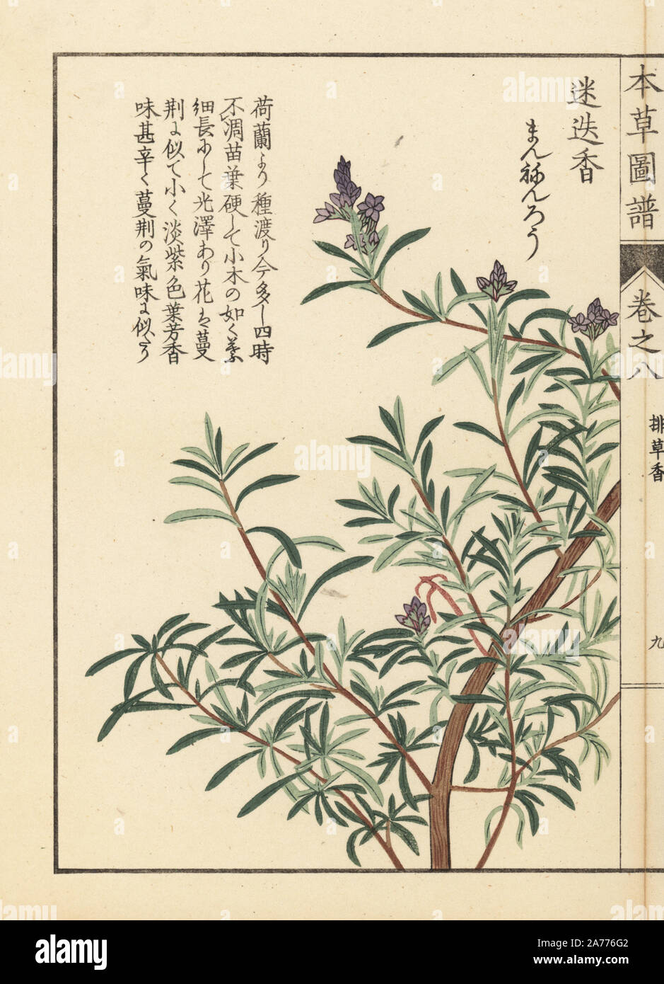 Rosemary, Rosmarinus officinalis. Colour-printed woodblock engraving by Kan'en Iwasaki from 'Honzo Zufu,' an Illustrated Guide to Medicinal Plants, Japan, 1884. Iwasaki (1786-1842) was a Japanese botanist, entomologist and zoologist. He was one of the first Japanese botanists to incorporate western knowledge into his studies. Stock Photo