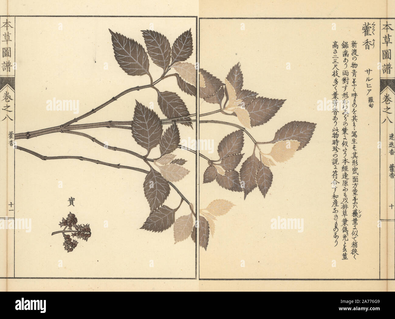 Lophanthus sp. Colour-printed woodblock engraving by Kan'en Iwasaki from 'Honzo Zufu,' an Illustrated Guide to Medicinal Plants, Japan, 1884. Iwasaki (1786-1842) was a Japanese botanist, entomologist and zoologist. He was one of the first Japanese botanists to incorporate western knowledge into his studies. Stock Photo