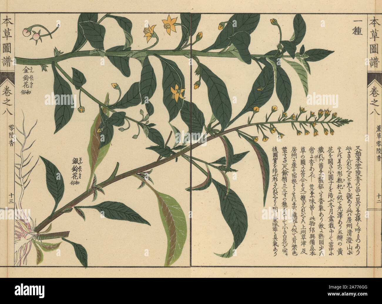Shikoku loosestrife, Lysimachia sikokiana Miq. and loosestrife species, Lysimachia decurrens Forst. Colour-printed woodblock engraving by Kan'en Iwasaki from 'Honzo Zufu,' an Illustrated Guide to Medicinal Plants, Japan, 1884. Iwasaki (1786-1842) was a Japanese botanist, entomologist and zoologist. He was one of the first Japanese botanists to incorporate western knowledge into his studies. Stock Photo