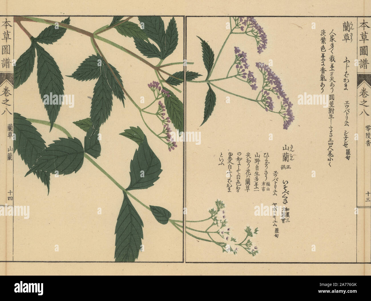 Chinese snakeroot, Eupatorium chinense, Japanese snakeroot, Eupatorium japonicum, and Sakhalin snakeroot, Eupatorium sachalinense Mak. Colour-printed woodblock engraving by Kan'en Iwasaki from 'Honzo Zufu,' an Illustrated Guide to Medicinal Plants, Japan, 1884. Iwasaki (1786-1842) was a Japanese botanist, entomologist and zoologist. He was one of the first Japanese botanists to incorporate western knowledge into his studies. Stock Photo