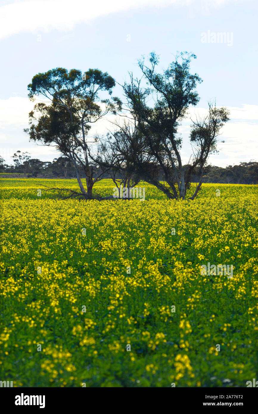 Field of Rapeseed with Eucalyptus gum trees, Western Australia Stock Photo