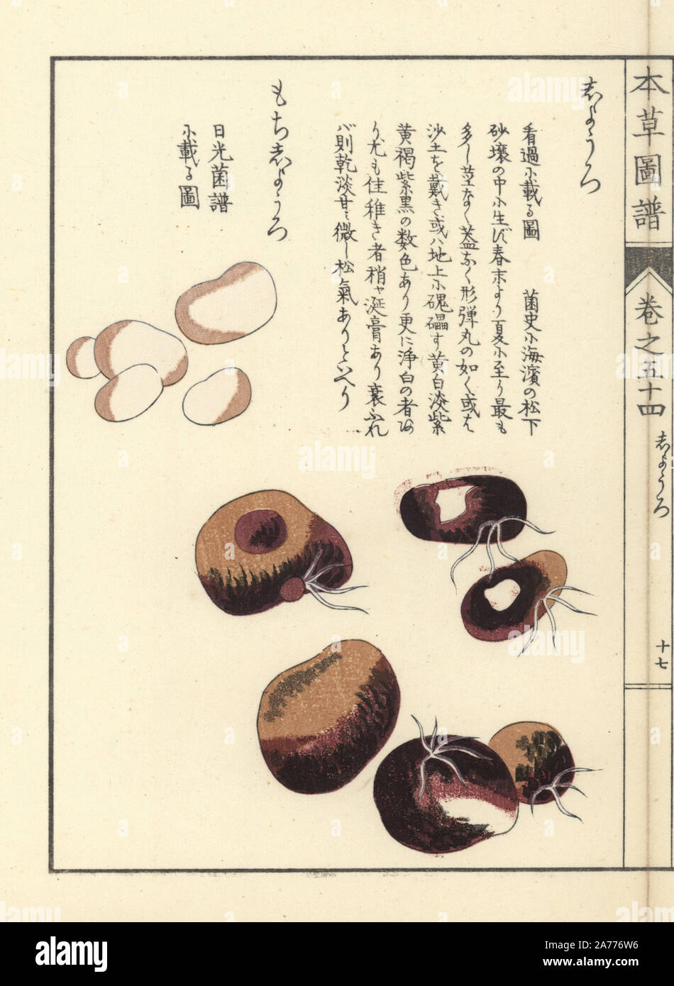 Shiyouro and mochi shiyouro mushrooms, Rhizopogon rubescens. Handcoloured woodblock print from Iwasaki Kan'en's 'Honzo Zufu' (Illustrated Guide to Plants), Japan, 1916. Stock Photo