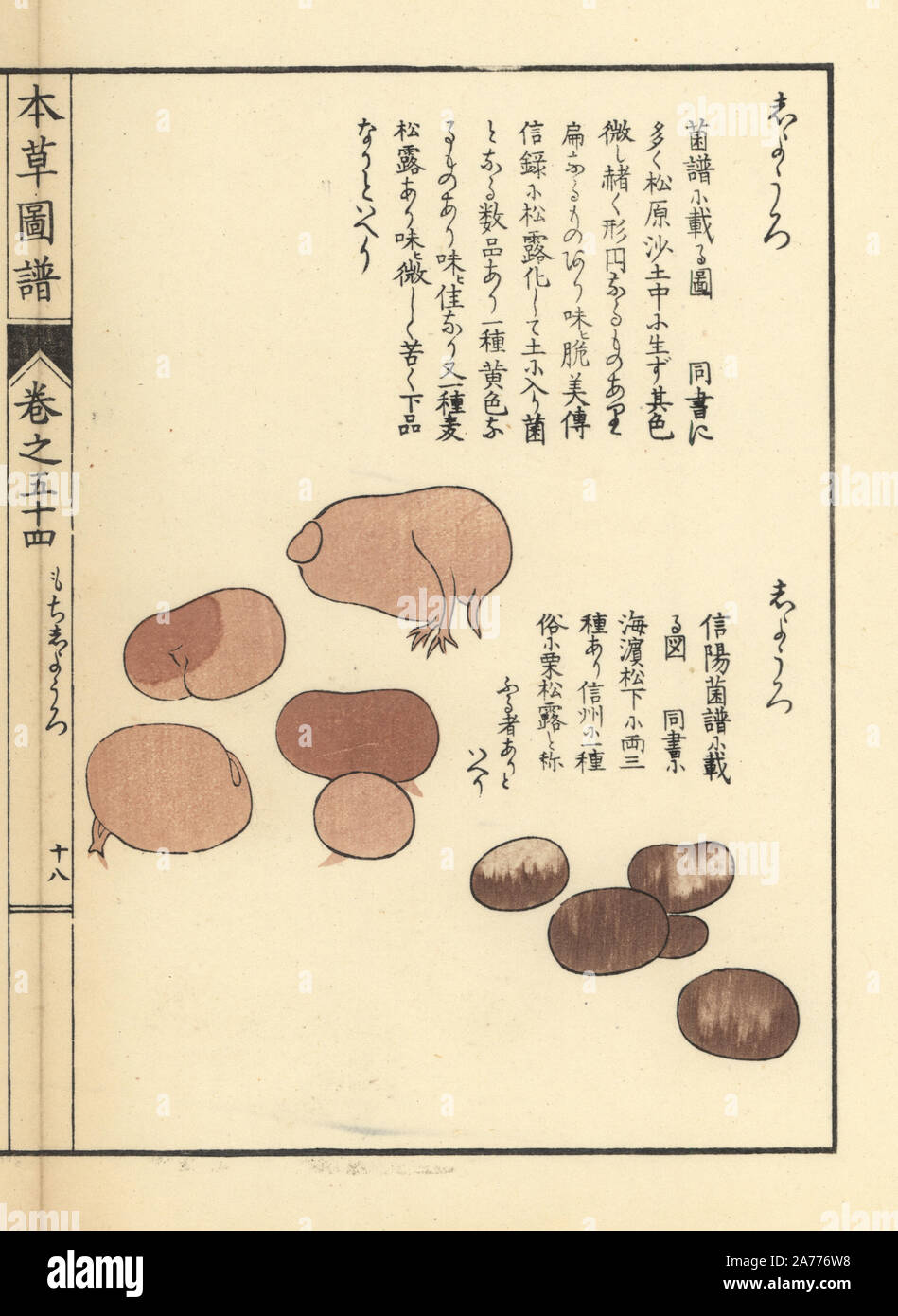 Shiyouro mushrooms, Rhizopogon rubescens. Handcoloured woodblock print from Iwasaki Kan'en's 'Honzo Zufu' (Illustrated Guide to Plants), Japan, 1916. Stock Photo