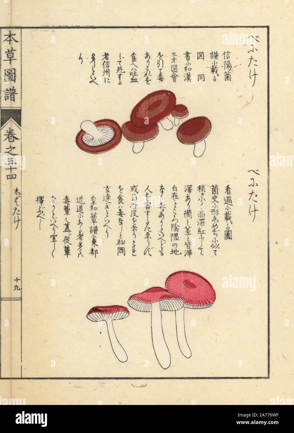 Benitake and Russula fragilis mushrooms. Handcoloured woodblock print from Iwasaki Kan'en's 'Honzo Zufu' (Illustrated Guide to Plants), Japan, 1916. Stock Photo